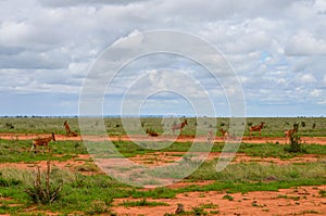 Hartebeests in the savannah, Tsavo East. Kenya photo