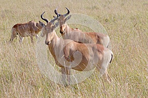 Hartebeests in Serengeti National Park, Tanzania