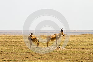 Hartebeests in Serengeti National Park, Tanzanian