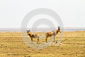 Hartebeests in Serengeti National Park, Tanzanian