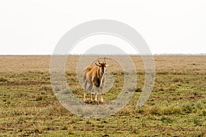 Hartebeests in Serengeti National Park, Tanzanian