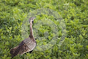 Hartlaub Bustard in Ngorongoro Crater, Tanzania