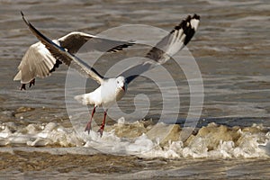 Hartlaub Gulls in flight