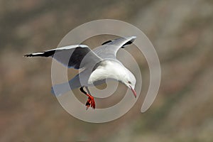 Hartlaub's gull