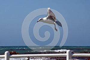 Hartlaub`s gull in flight