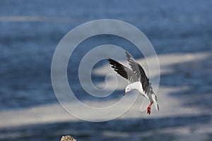 Hartlaub`s Gull or king Gull, larus hartlaubii, Adult in Flight, Hermanus in South Africa