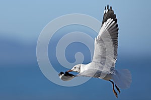 Hartlaub`s Gull or King Gull, larus hartlaubii, Immature in Flight, Hermanus in South Africa