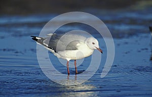 Hartlaub`s Gull, larus hartlaubii, Adult looking for Food on Beach, South Africa