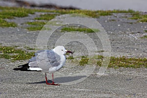 Hartlaub`s Gull Seagull In Coastal Wind Larus hartlaubii