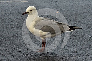 Hartlaub`s gull stands neatly on a tarred road