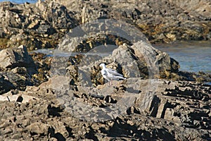 Hartlaub`s gull by a tidal pool