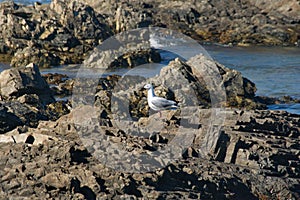 Hartlaub`s gull by a tidal pool