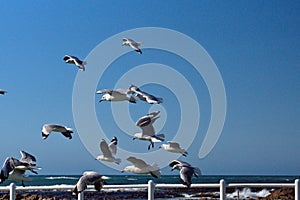 Hartlaub`s gulls in flight