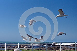 Hartlaub`s gulls in flight