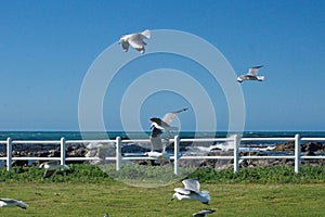 Hartlaub`s gulls in flight