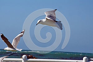 Hartlaub`s gulls in flight