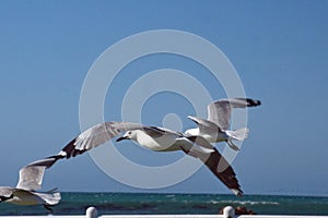 Hartlaub`s gulls in flight