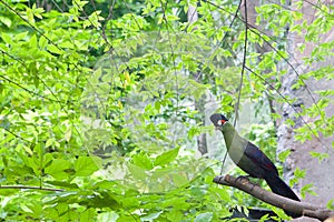 Hartlaub's Turaco bird sitting on a brunch