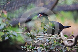 Hartlaub turaco