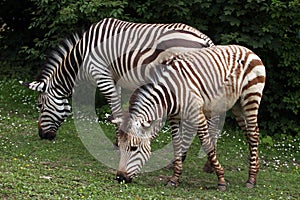 Hartmann mountain zebra Equus zebra hartmannae.