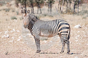 Hartmann Mountain Zebra looking towards the camera