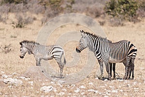 Hartmann Mountain Zebra mare, Equus zebra hartmannae, with two f