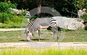 Hartmann`s mountain zebra Equus zebra hartmannae