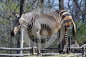 Hartmann's mountain zebra (Equus zebra hartmannae)