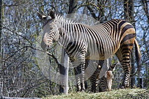 Hartmann's mountain zebra (Equus zebra hartmannae)