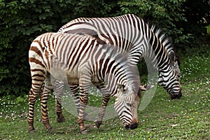 Hartmann's mountain zebra (Equus zebra hartmannae).