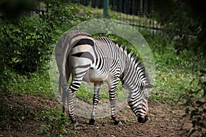 Hartmann's mountain zebra (Equus zebra hartmannae).