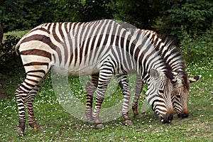 Hartmann's mountain zebra (Equus zebra hartmannae).