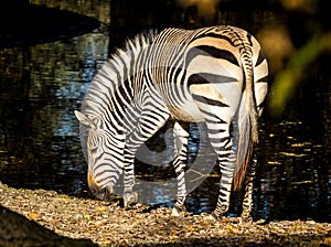 Hartmann`s Mountain Zebra, Equus zebra hartmannae. An endangered zebra