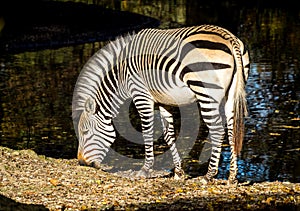 Hartmann`s Mountain Zebra, Equus zebra hartmannae. An endangered zebra