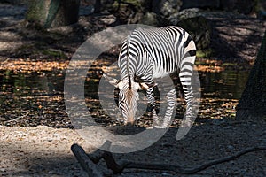 Hartmann`s Mountain Zebra, Equus zebra hartmannae. An endangered zebra