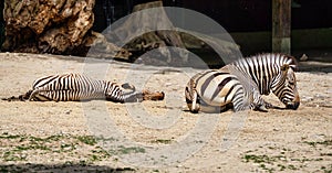 Hartmann`s Mountain Zebra, Equus zebra hartmannae. An endangered zebra