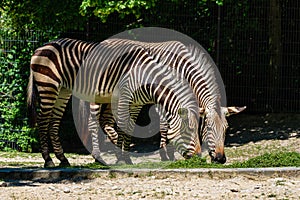 Hartmann`s Mountain Zebra, Equus zebra hartmannae. An endangered zebra