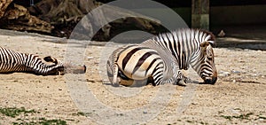 Hartmann`s Mountain Zebra, Equus zebra hartmannae. An endangered zebra