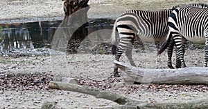 Hartmann`s Mountain Zebra, Equus zebra hartmannae. An endangered zebra