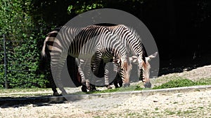 Hartmann`s Mountain Zebra, Equus zebra hartmannae. An endangered zebra