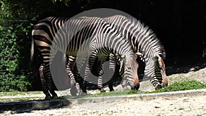 Hartmann`s Mountain Zebra, Equus zebra hartmannae. An endangered zebra