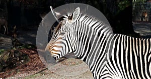 Hartmann`s Mountain Zebra, Equus zebra hartmannae. An endangered zebra