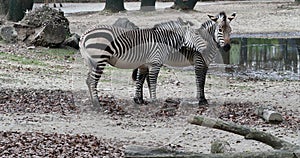 Hartmann`s Mountain Zebra, Equus zebra hartmannae. An endangered zebra