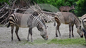 Hartmann`s Mountain Zebra, Equus zebra hartmannae. An endangered zebra