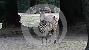 Hartmann`s Mountain Zebra, Equus zebra hartmannae. An endangered zebra