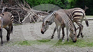 Hartmann`s Mountain Zebra, Equus zebra hartmannae. An endangered zebra