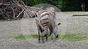 Hartmann`s Mountain Zebra, Equus zebra hartmannae. An endangered zebra