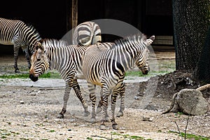 Hartmann`s Mountain Zebra, Equus zebra hartmannae. An endangered zebra