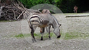 Hartmann`s Mountain Zebra, Equus zebra hartmannae. An endangered zebra