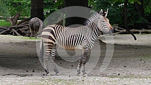 Hartmann`s Mountain Zebra, Equus zebra hartmannae. An endangered zebra